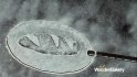 2014 :: Live drawing with powder :: commercial sand art movie, Lebanon