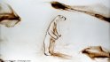 2017 - Dessin sable en direct pour conférence, Paris