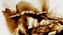 2012 :: Animal face, Sheep :: Research for a movie :: Sand drawing