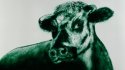 2010 - Sand drawing with green sand, Cow